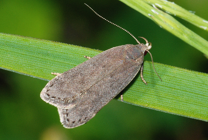 Anacamsis populella
